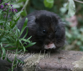 McMurphy- Black Longhaired